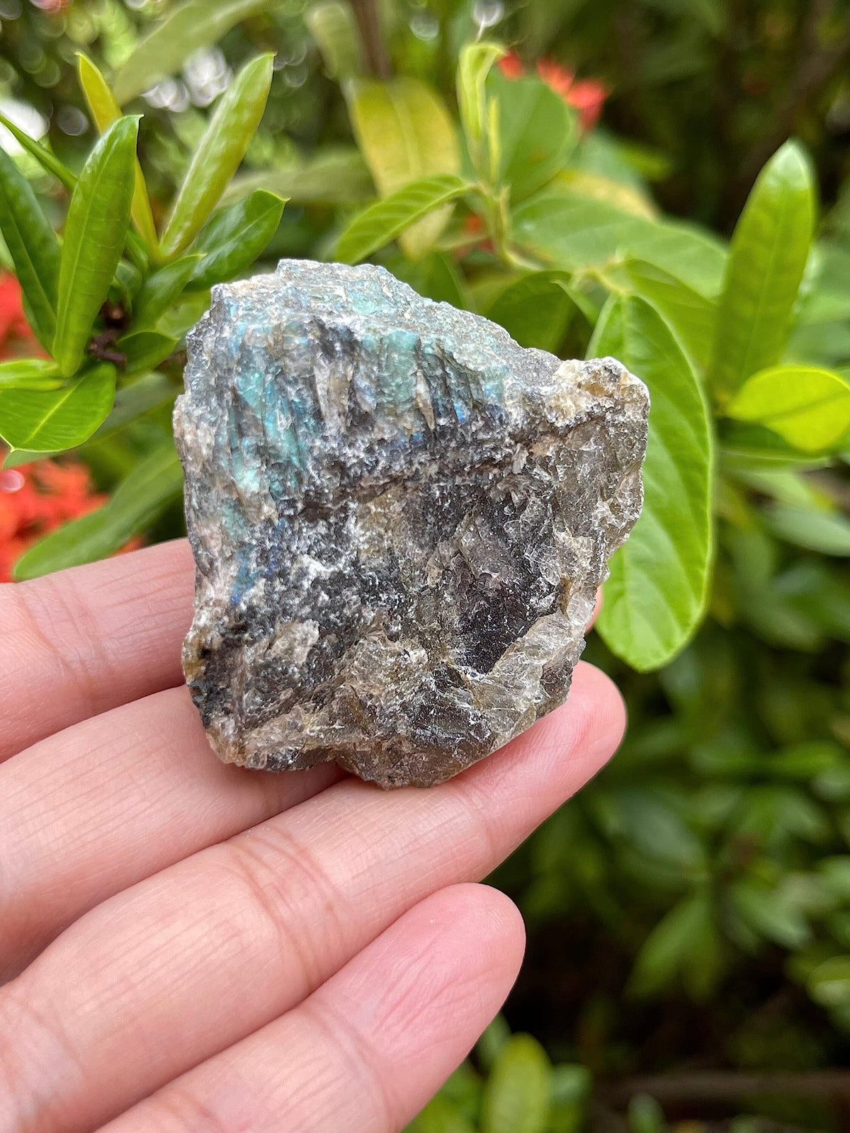 GAF TREASURES Wholesale Raw Labradorite Crystals, Natural Labradorite Stone, Natural Rough Labradorite Crystals, Labradorite Rough, Labradorite Healing Crystals (Labradorite, 0.5 Pound)