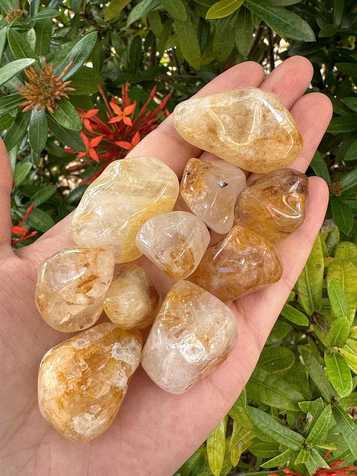 GAF TREASURES 5 Pcs Golden Healer Quartz Tumbled Stones, Polished Natural Golden Healer Quartz Gemstone, Golden Healer Quartz Healing Crystals (Golden Healer Quartz)