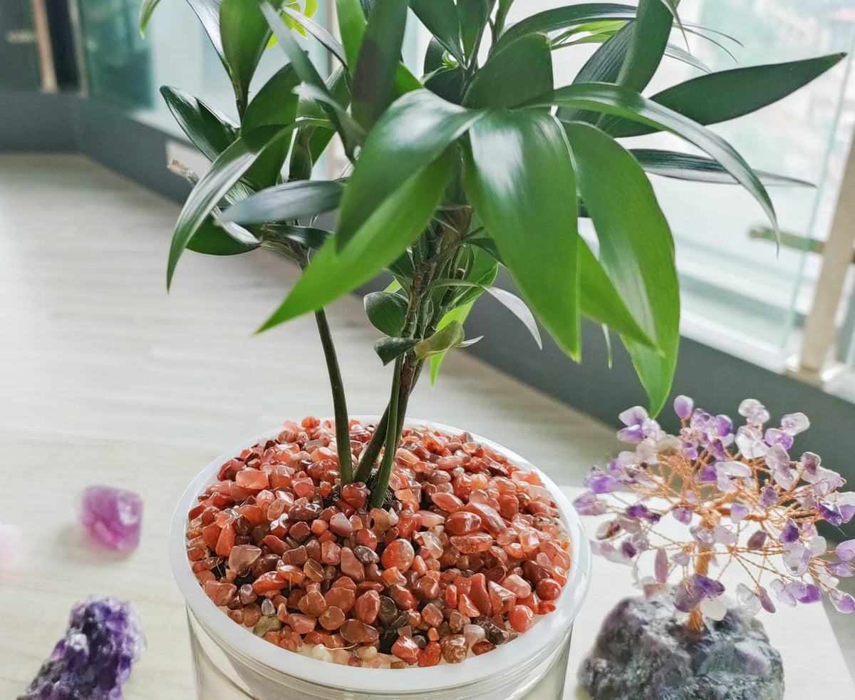 ZHIYUXI Carnelian Crystal Chips Bulk Fish Tank Gravel Vase Filler Stones Bulk Crushed Crystals Gemstone Polished Natural Quartz Healing Crystals Stone Glass Stones Fish Rocks