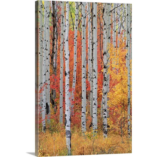 CANVAS ON DEMAND A Forest of Aspen and Maple Trees in the Wasatch Mountains, Utah Canvas Wall Art Print, Home Decor, Season, United States Artwork,40" x60in