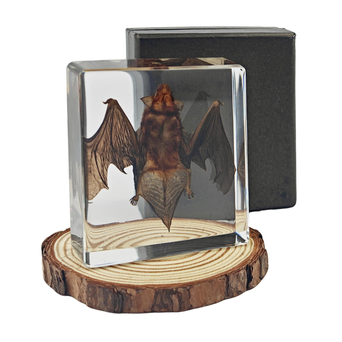 Artojoy Taxidermy Bat, Real Bat Specimens Animal Specimen Preserved in Resin, Gothic Decor Display for Science Classroom Science Education, Gift for Fans of Taxidermy, Oddities, Biology