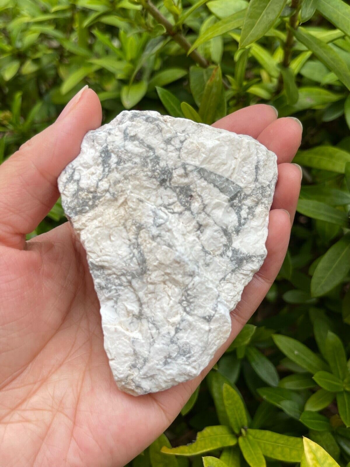 GAF TREASURES XL Raw White Howlite, 3-4" Natural White Howlite Stone, White Howlite Rough, White Howlite Healing Rough Crystal (White Howlite, 0.5-1 lb)
