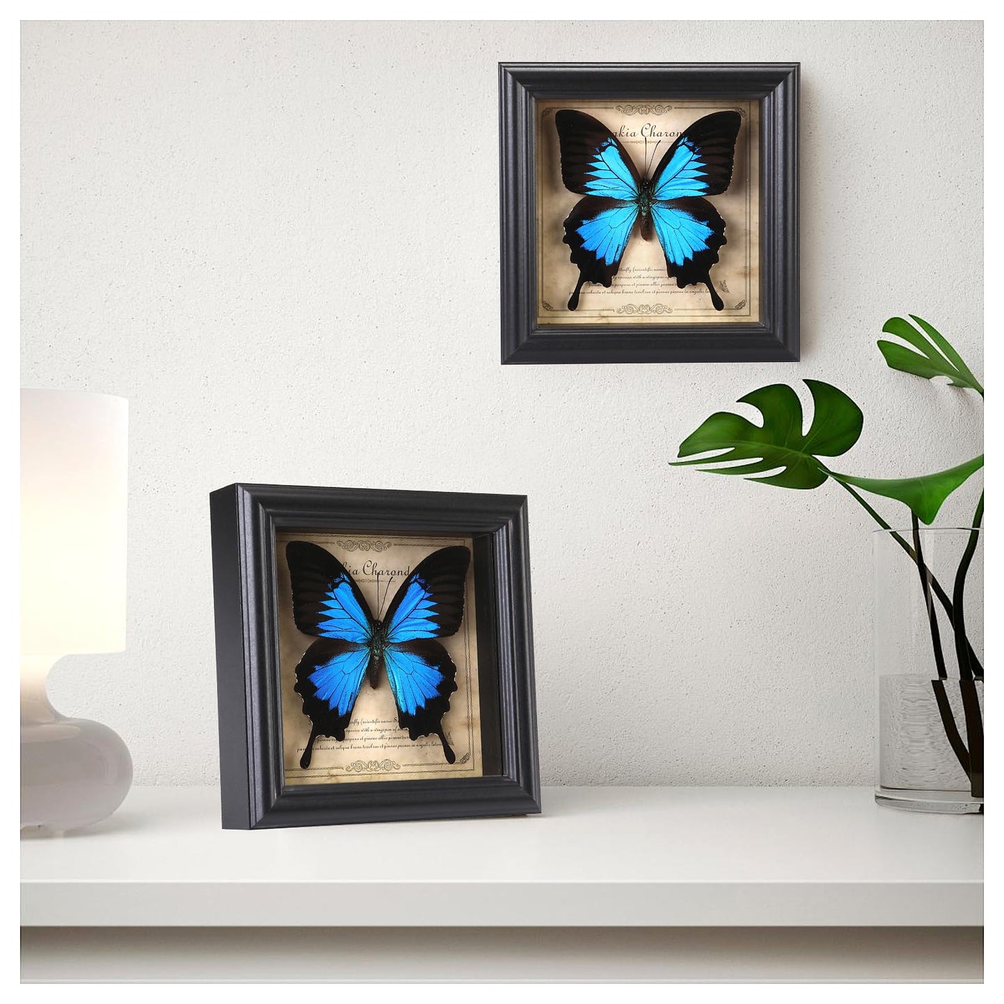 Butterfly Specimen Photo Frame,Real Butterfly Shadow Box. (Heavenly Swallow Butterfly)