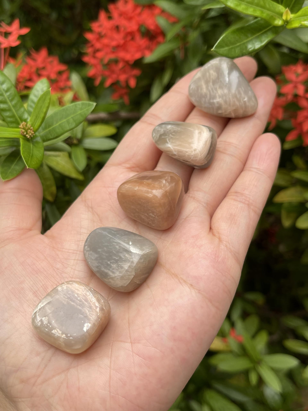 GAF TREASURES 5 Pcs Moonstone Multi Tumbled Stones, Polished Natural Moonstone Multi Gemstone, Moonstone Multi Healing Crystals (Moonstone Multi)