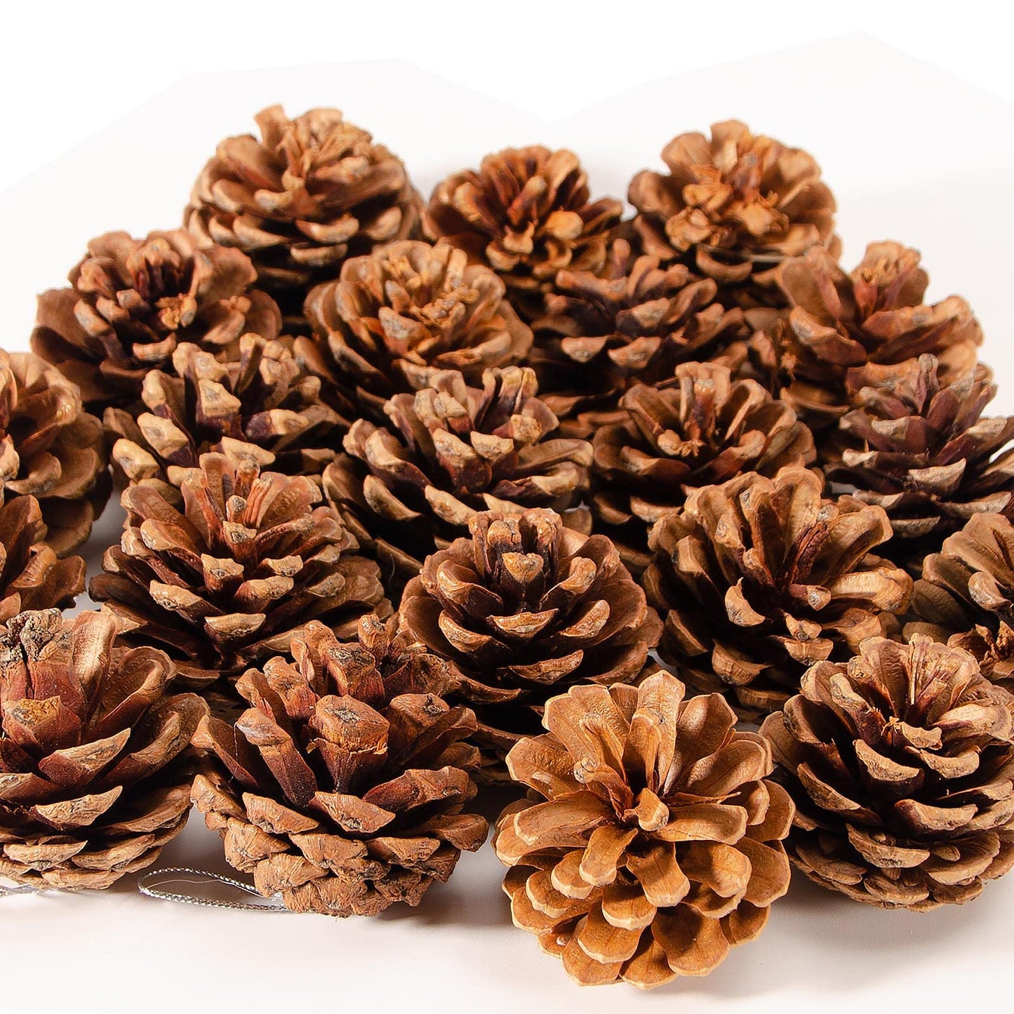 24PCS Christmas Natural Pine Cones,Rustic Pinecones with String for Crafts & Decorating Winter Xmax Holidays Vase and Table Bowl Fillers(Dia. 1.57-1.96 Inches)