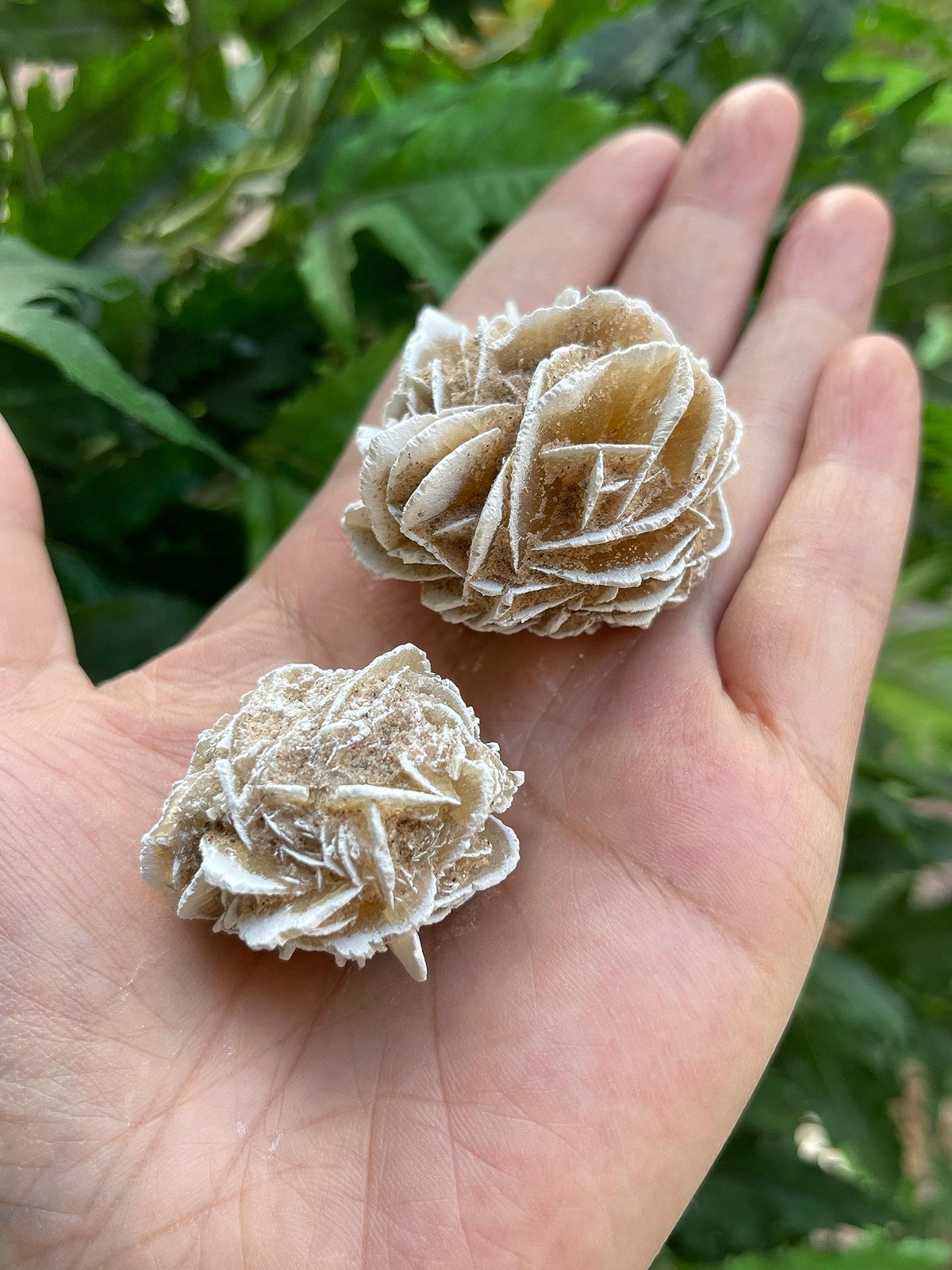 GAF TREASURES Wholesale Raw Desert Rose Crystals, Natural Desert Rose Stone, Natural Rough Desert Rose Crystals, Desert Rose Rough, Desert Rose Healing Crystals (Desert Rose, 0.5 Pound)