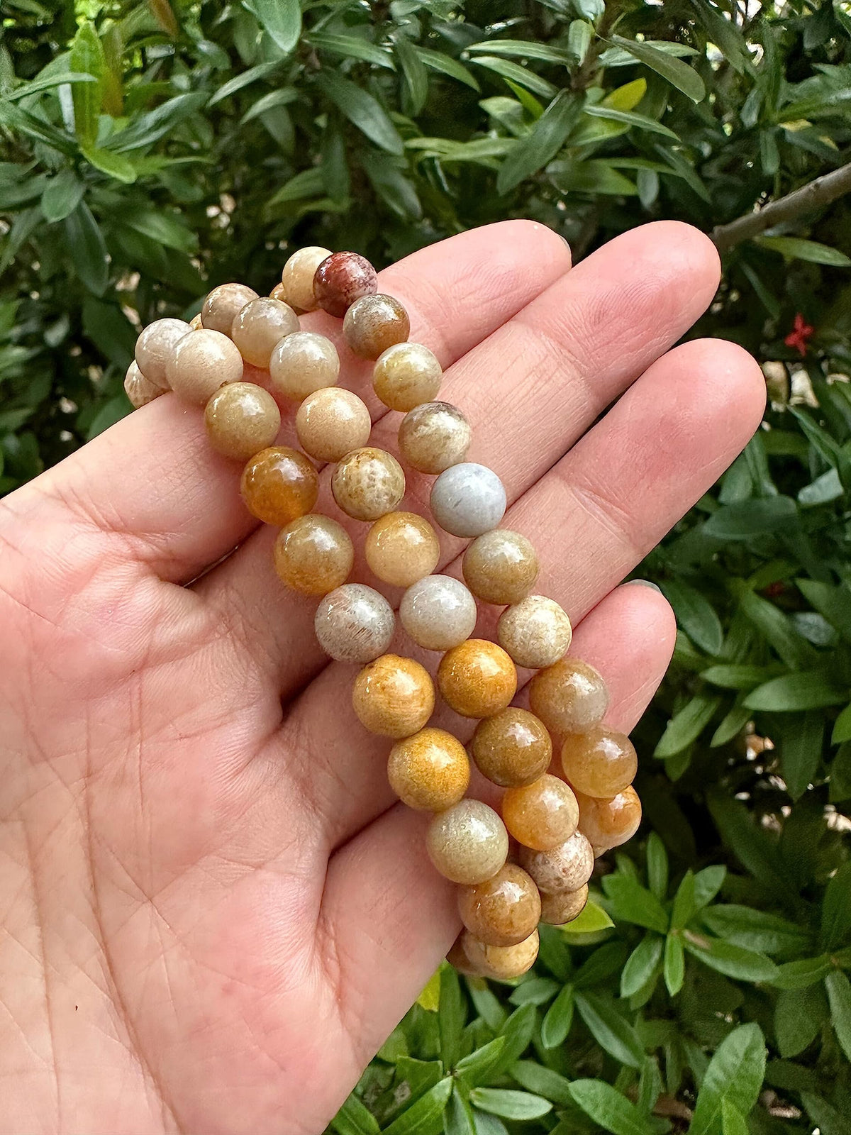 GAF TREASURES Fossil Coral Crystal Bead Bracelet 8mm, Genuine Fossil Coral Stretch Gemstone Bracelet, Healing Crystal Bracelet, Gift for Men & Women (1)
