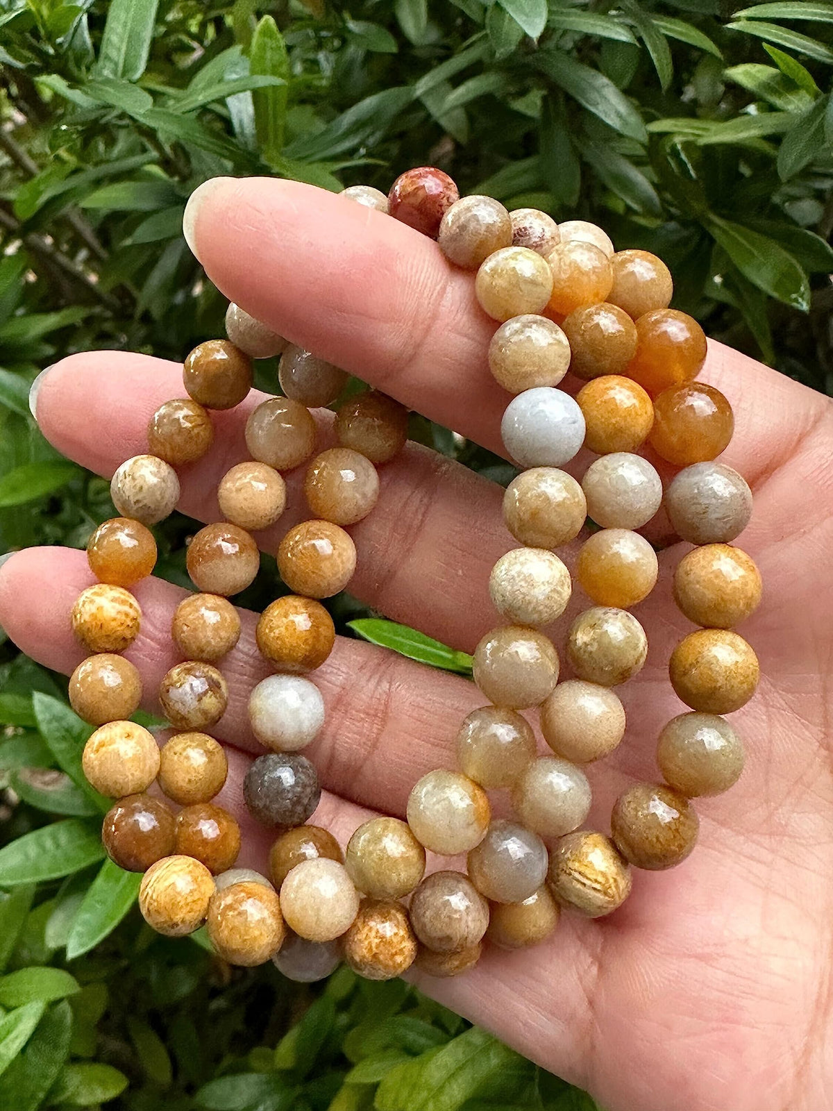 GAF TREASURES Fossil Coral Crystal Bead Bracelet 8mm, Genuine Fossil Coral Stretch Gemstone Bracelet, Healing Crystal Bracelet, Gift for Men & Women (1)