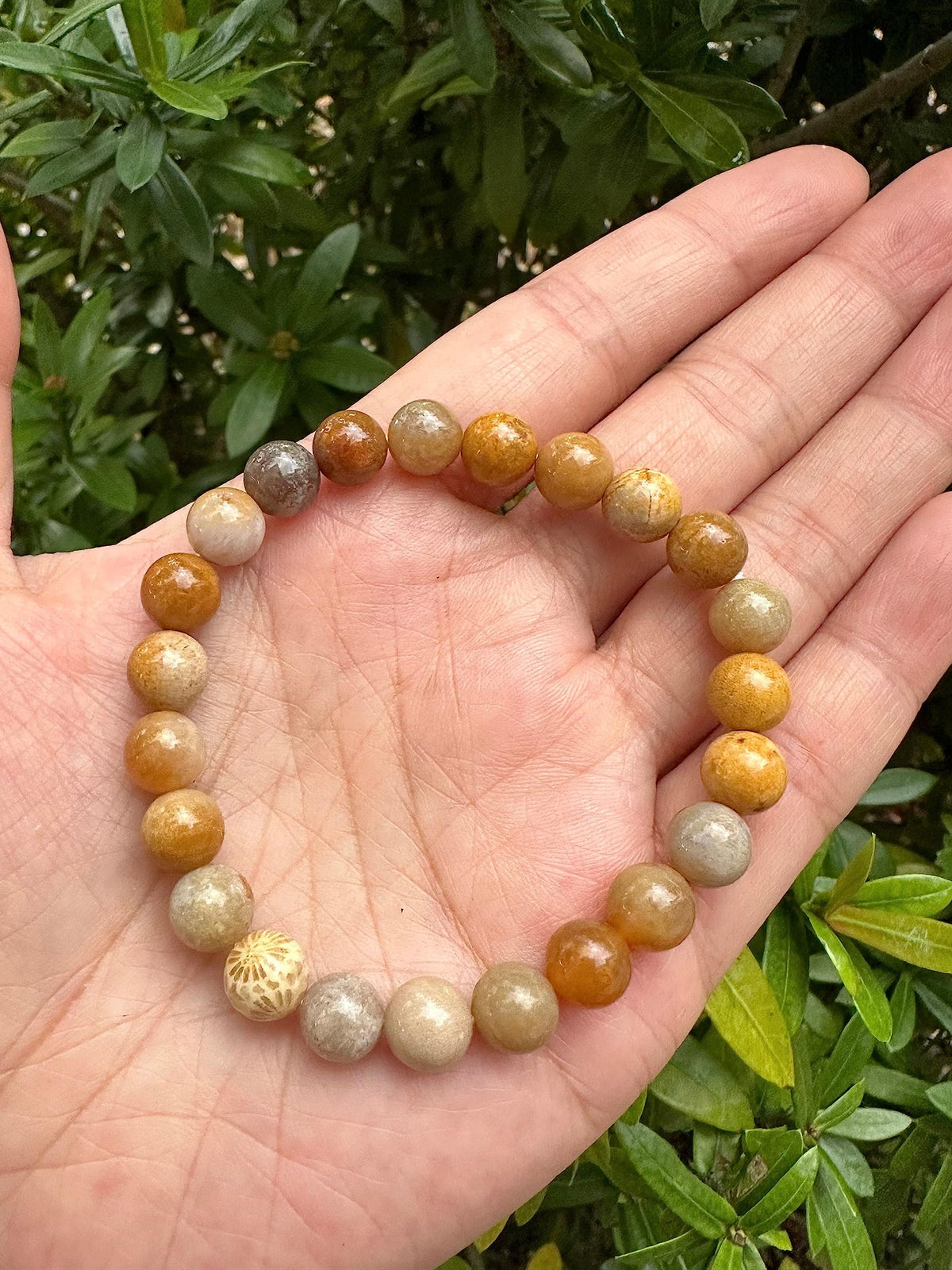 GAF TREASURES Fossil Coral Crystal Bead Bracelet 8mm, Genuine Fossil Coral Stretch Gemstone Bracelet, Healing Crystal Bracelet, Gift for Men & Women (1)