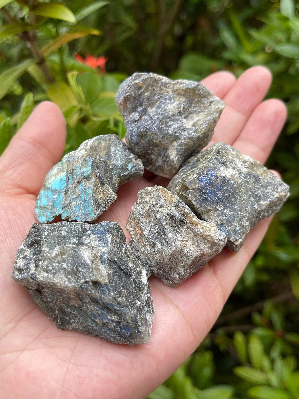 GAF TREASURES Wholesale Raw Labradorite Crystals, Natural Labradorite Stone, Natural Rough Labradorite Crystals, Labradorite Rough, Labradorite Healing Crystals (Labradorite, 0.5 Pound)